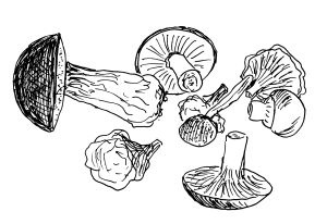 Иллюстрация к книге — Диабет. Советы и рекомендации ведущих врачей [i_036.jpg]