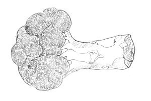 Иллюстрация к книге — Диабет. Советы и рекомендации ведущих врачей [i_037.jpg]