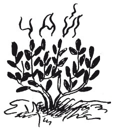 Иллюстрация к книге — Защити свое тело-2. Оптимальное питание [i_041.jpg]