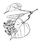 Иллюстрация к книге — Защити свое тело. Оптимальные методы очищения, укрепления и оздоровления [i_070.jpg]