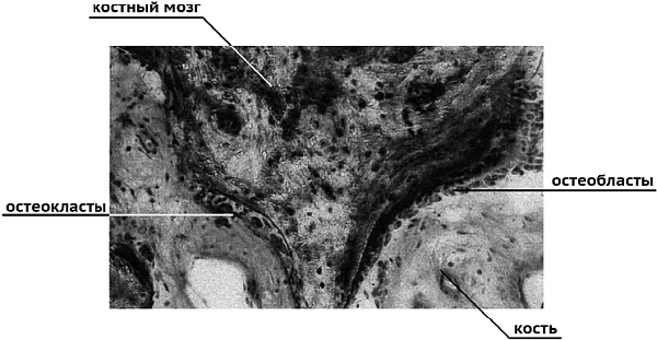 Иллюстрация к книге — Питание и долголетие [_156.jpg]