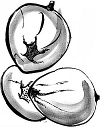 Иллюстрация к книге — Питание и долголетие [_176.jpg]