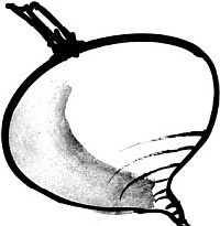 Иллюстрация к книге — Питание и долголетие [_21.jpg]