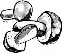 Иллюстрация к книге — Питание и долголетие [_56.jpg]