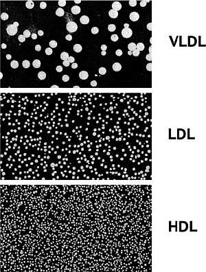 Иллюстрация к книге — Питание и долголетие [_58.jpg]
