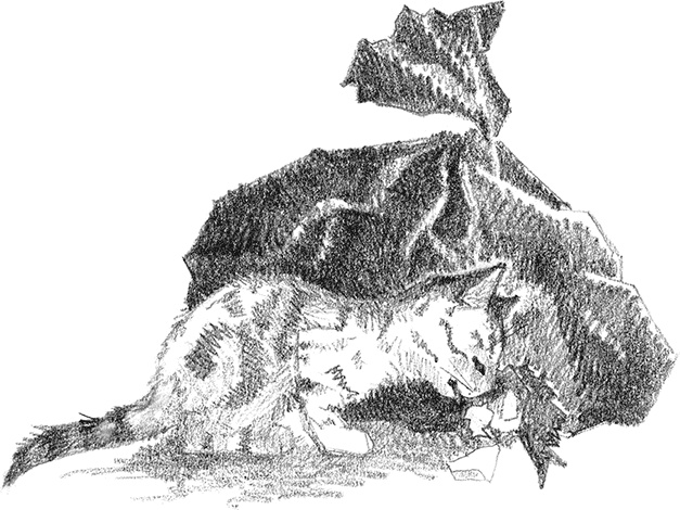 Иллюстрация к книге — Котенок Рыжик, или Как найти сокровище [i_011.jpg]