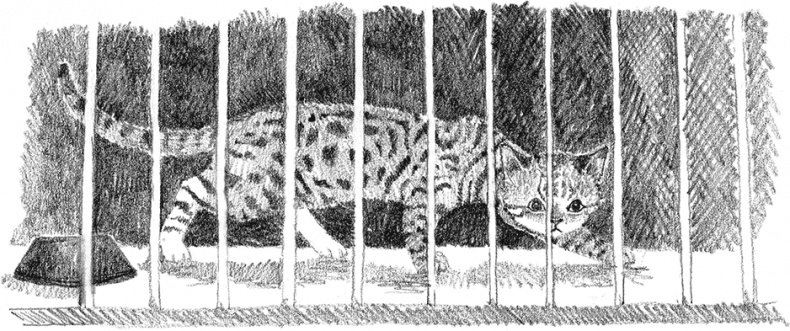 Иллюстрация к книге — Котенок Рыжик, или Как найти сокровище [i_013.jpg]