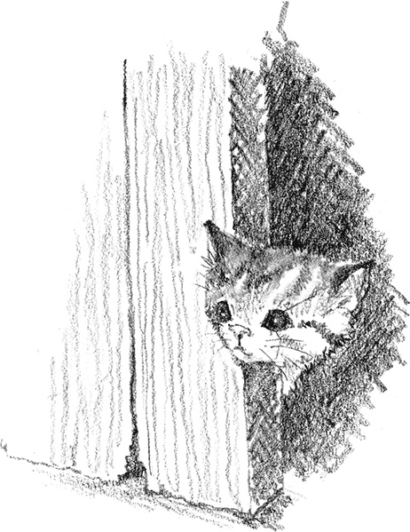 Иллюстрация к книге — Котенок Рыжик, или Как найти сокровище [i_015.jpg]