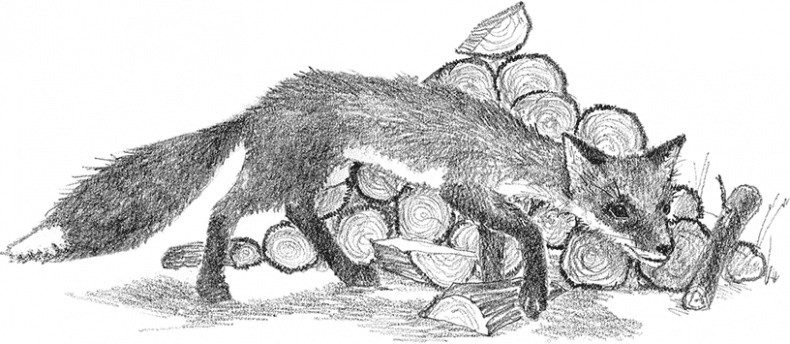 Иллюстрация к книге — Котенок Рыжик, или Как найти сокровище [i_019.jpg]