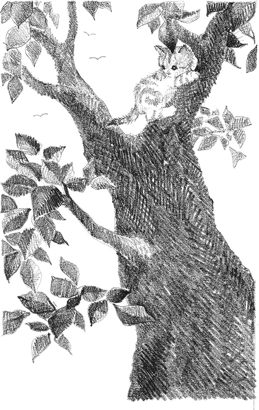 Иллюстрация к книге — Котенок Рыжик, или Как найти сокровище [i_023.jpg]