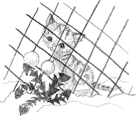 Иллюстрация к книге — Котенок Рыжик, или Как найти сокровище [i_025.jpg]