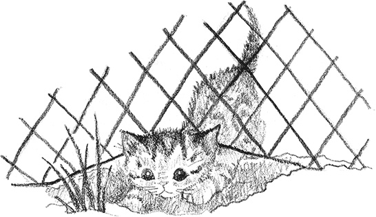 Иллюстрация к книге — Котенок Рыжик, или Как найти сокровище [i_029.jpg]