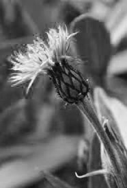 Иллюстрация к книге — Пока не сказано «прощай». Год жизни с радостью [i_040.jpg]