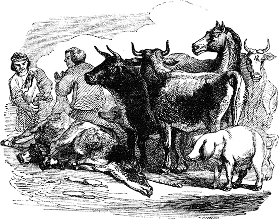 Иллюстрация к книге — Робинзон Крузо. Дальнейшие приключения Робинзона Крузо [i_105.jpg]