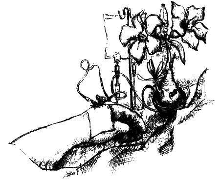 Иллюстрация к книге — Цветник бабушки Корицы [img27.jpg]