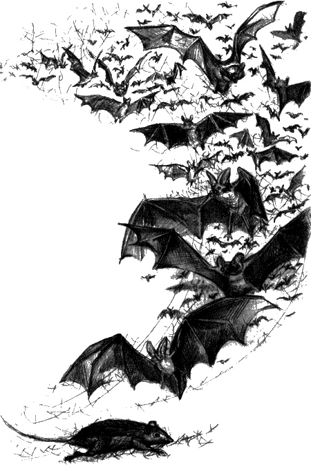 Иллюстрация к книге — Цветник бабушки Корицы [img34.jpg]