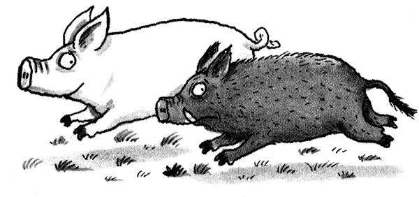 Иллюстрация к книге — Руди-Пятачок [i_002.jpg]