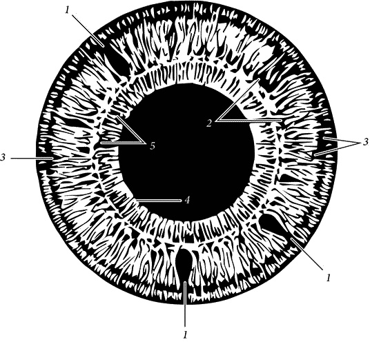 Иллюстрация к книге — Как снять очки за 10 занятий без операции [_069.jpg]