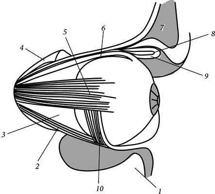 Иллюстрация к книге — Как снять очки за 10 занятий без операции [_072.jpg]