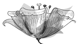 Иллюстрация к книге — Моя мать - Марина Цветаева [i_001.jpg]