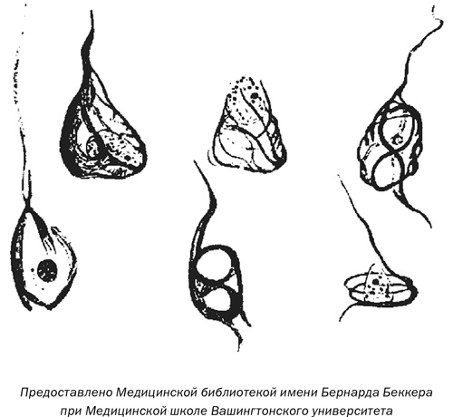 Иллюстрация к книге — Стареть не обязательно! Будь вечно молодым, или Сделай для этого всё возможное [i_010.jpg]