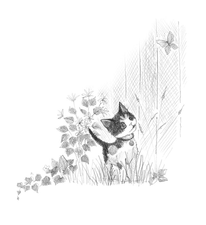 Иллюстрация к книге — Котёнок Пуговка, или Храбрость в награду [tfkitten_49.jpg]