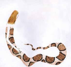 Иллюстрация к книге — Холотропное дыхание. Новый подход к самоисследованию и терапии [i_027.jpg]