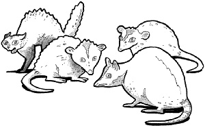 Иллюстрация к книге — Школа монстров. Подруги навсегда! [_111.jpg]