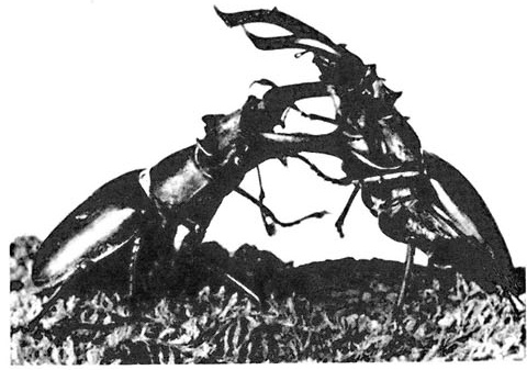 Иллюстрация к книге — Власть, пол и репродуктивный успех [i_001.jpg]