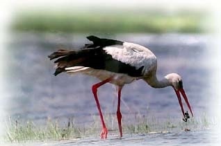 Иллюстрация к книге — Сказочная энциклопедия для маленьких вундеркиндов. Чудеса в природе [i_010.jpg]