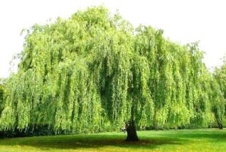 Иллюстрация к книге — Сказочная энциклопедия для маленьких вундеркиндов. Чудеса в природе [i_034.jpg]