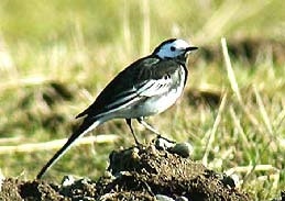 Иллюстрация к книге — Сказочная энциклопедия для маленьких вундеркиндов. Чудеса в природе [i_058.jpg]