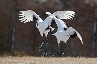 Иллюстрация к книге — Сказочная энциклопедия для маленьких вундеркиндов. Чудеса в природе [i_061.jpg]