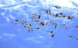 Иллюстрация к книге — Сказочная энциклопедия для маленьких вундеркиндов. Чудеса в природе [i_063.jpg]