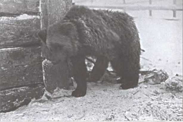 Иллюстрация к книге — Зимняя война 1939-1940 гг. [i_016.jpg]