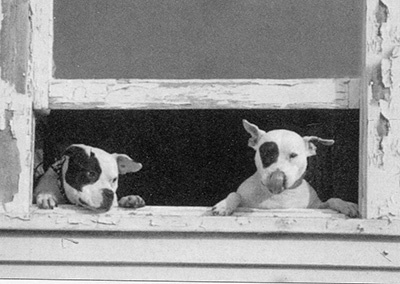 Иллюстрация к книге — Спасенные [i_017.jpg]