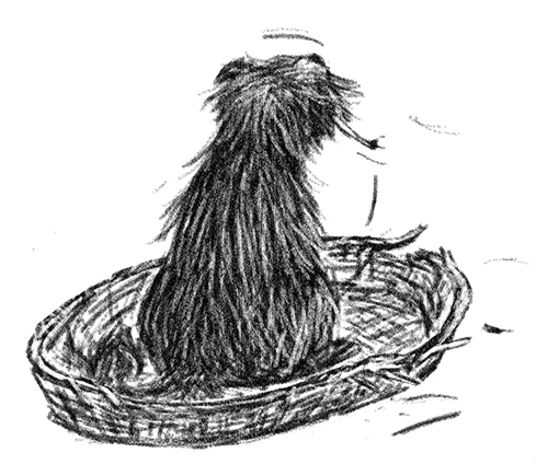 Иллюстрация к книге — Я всего лишь собака [i_014.jpg]