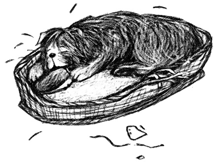 Иллюстрация к книге — Я всего лишь собака [i_024.jpg]