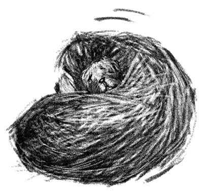 Иллюстрация к книге — Я всего лишь собака [i_043.jpg]