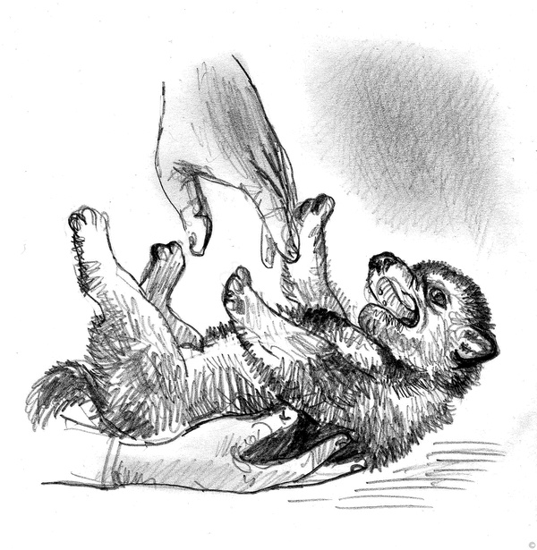 Иллюстрация к книге — Собаки и мы. Записки дрессировщика [ris15_.jpg]