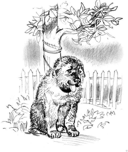 Иллюстрация к книге — Собаки и мы. Записки дрессировщика [ris20_.jpg]