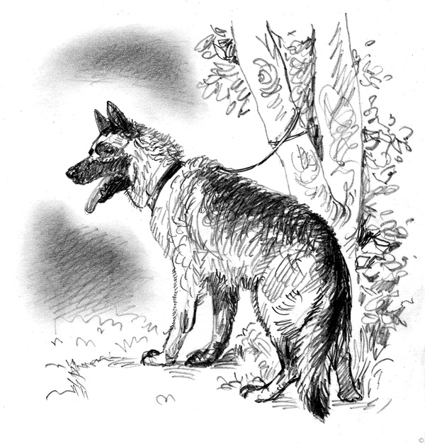 Иллюстрация к книге — Собаки и мы. Записки дрессировщика [ris25_.jpg]