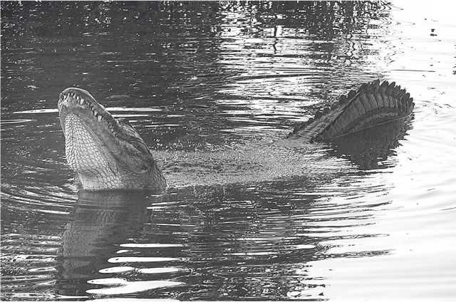 Иллюстрация к книге — Песни драконов. Любовь и приключения в мире крокодилов и прочих динозавровых родственников [i_003.jpg]