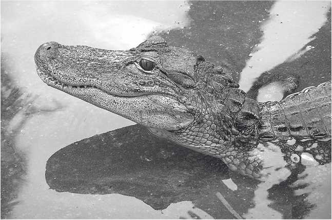 Иллюстрация к книге — Песни драконов. Любовь и приключения в мире крокодилов и прочих динозавровых родственников [i_006.jpg]