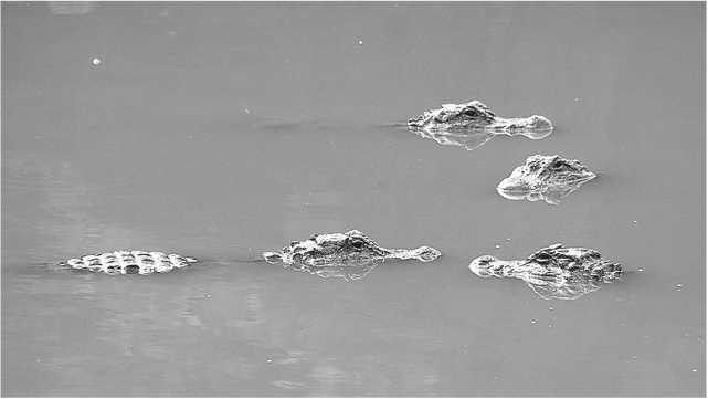 Иллюстрация к книге — Песни драконов. Любовь и приключения в мире крокодилов и прочих динозавровых родственников [i_007.jpg]