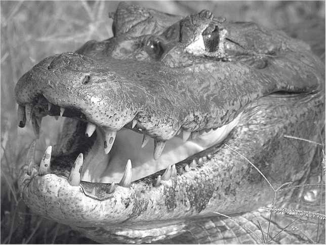 Иллюстрация к книге — Песни драконов. Любовь и приключения в мире крокодилов и прочих динозавровых родственников [i_010.jpg]