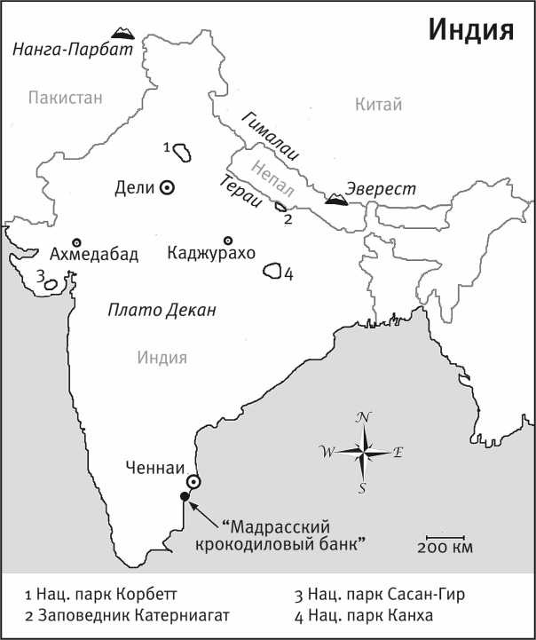 Иллюстрация к книге — Песни драконов. Любовь и приключения в мире крокодилов и прочих динозавровых родственников [i_013.jpg]
