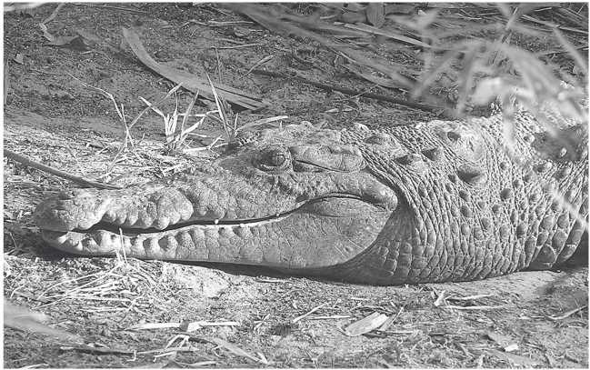 Иллюстрация к книге — Песни драконов. Любовь и приключения в мире крокодилов и прочих динозавровых родственников [i_015.jpg]