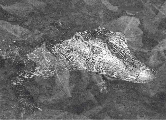 Иллюстрация к книге — Песни драконов. Любовь и приключения в мире крокодилов и прочих динозавровых родственников [i_022.jpg]