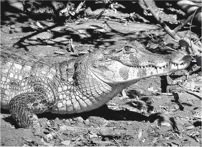 Иллюстрация к книге — Песни драконов. Любовь и приключения в мире крокодилов и прочих динозавровых родственников [i_026.jpg]